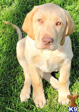 club4paws Picture 1